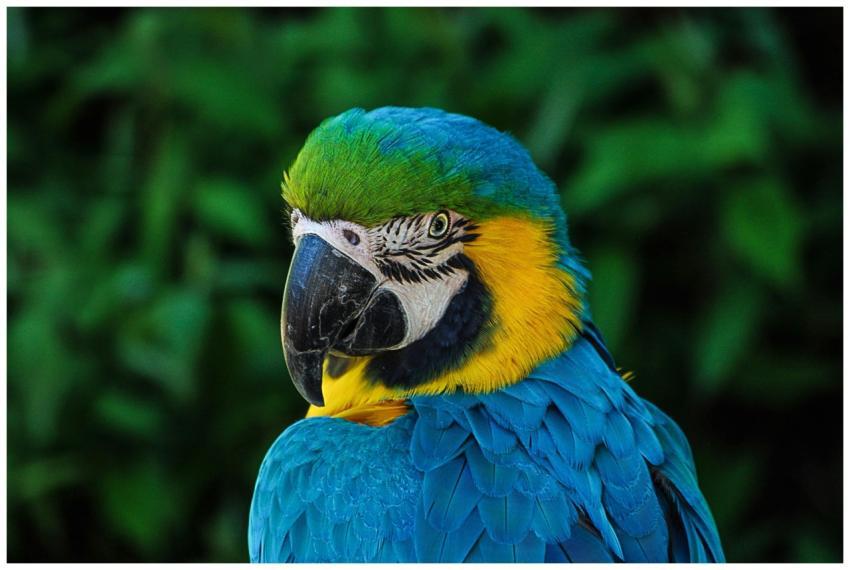 Close-up of a colorful blue and yellow macaw in na
