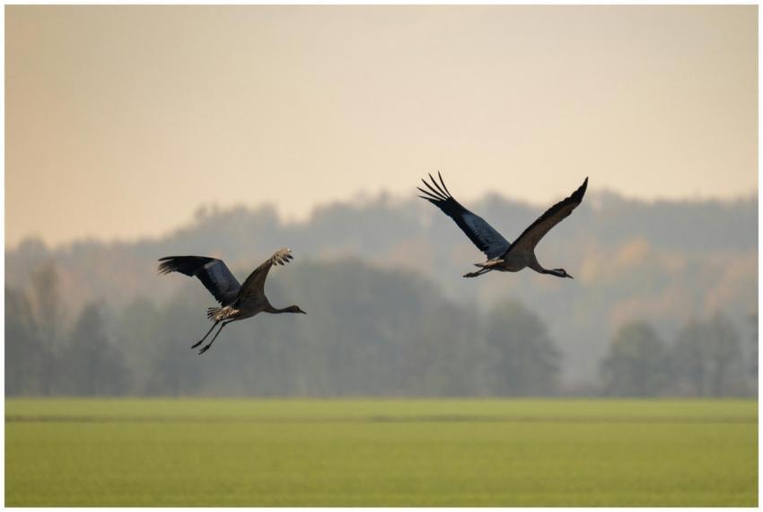 Two Cranes Flight Over