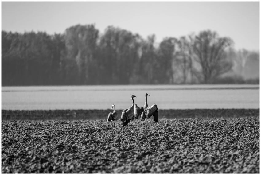 Cranes Croatian Field Black