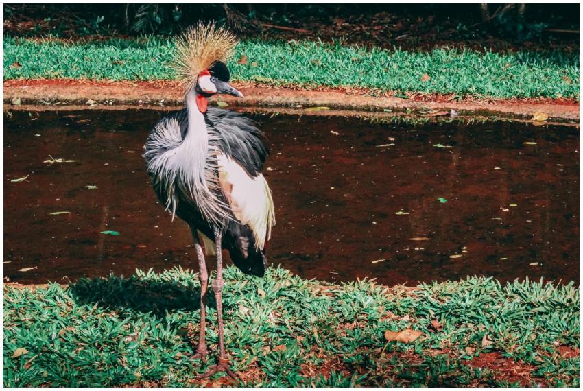 A crowned crane gracefully stands by a verdant pon