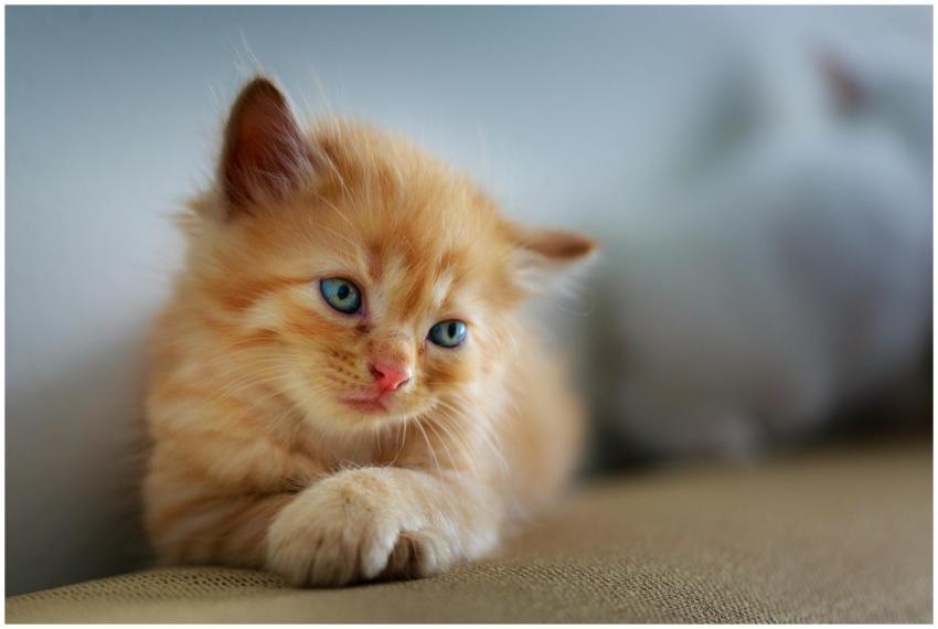 Cute ginger kitten with blue eyes lounging on a co