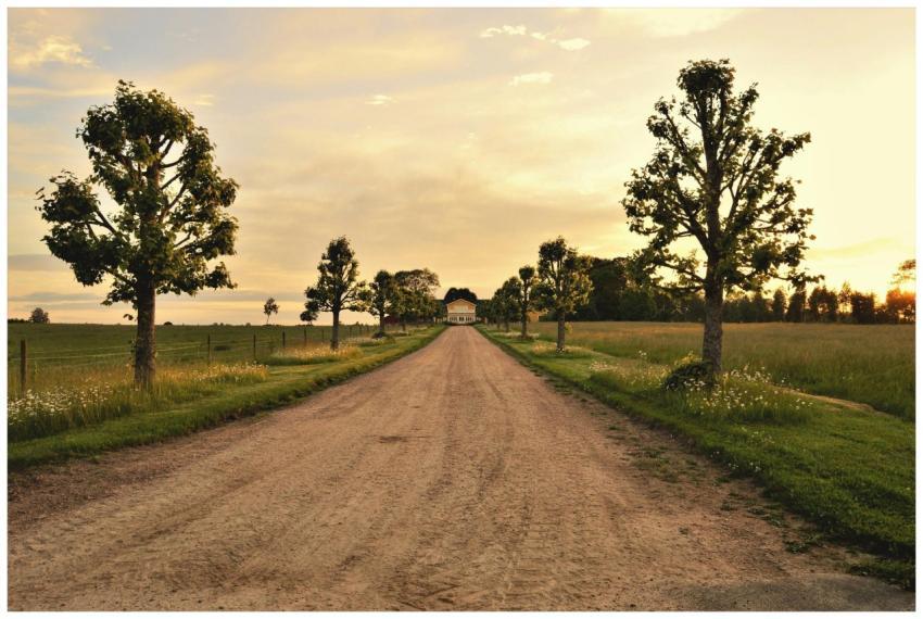 A peaceful rural landscape with a tree-lined dirt