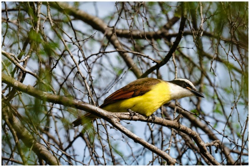 Great Kiskadee resting on branches in Monte Bella
