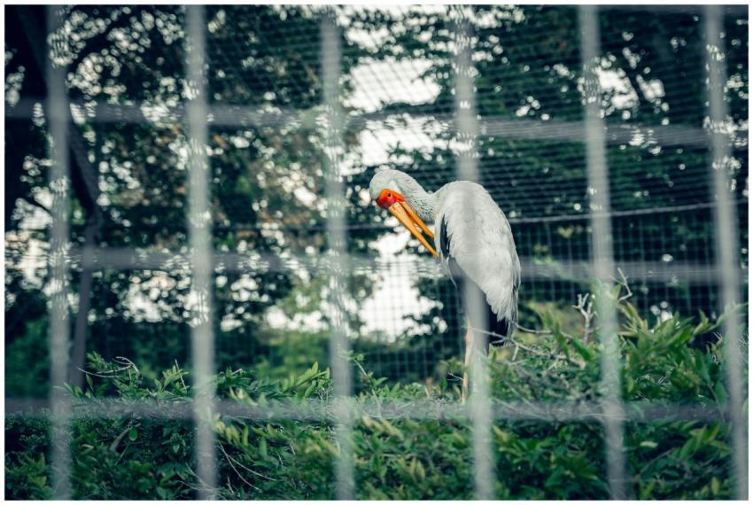 Yellow-billed stork behind a cage in Mannheim Zoo,