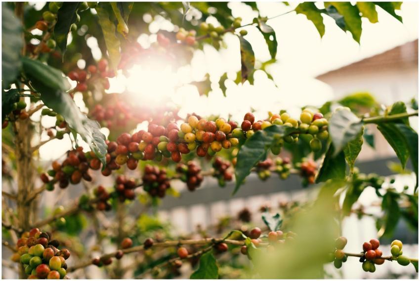 Sunlit coffee plant with ripe cherries on branches