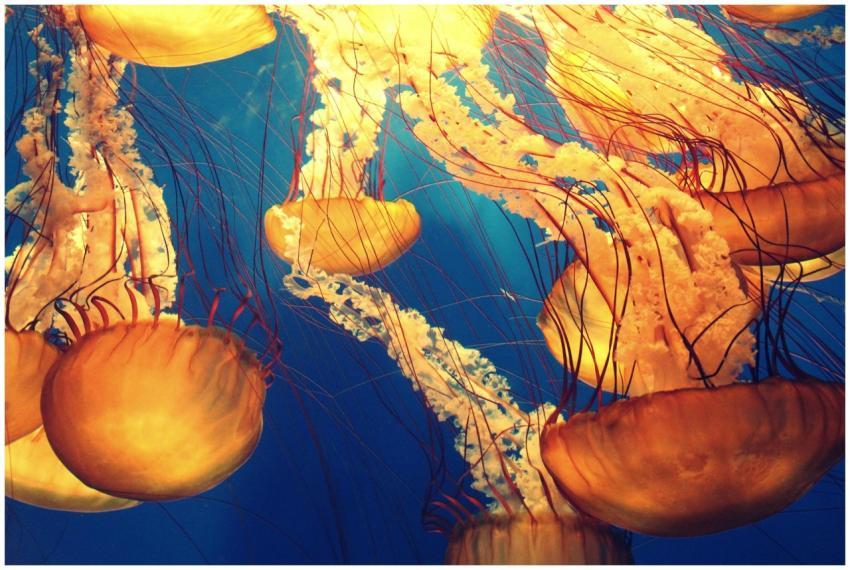 Brightly colored jellyfish swimming gracefully und