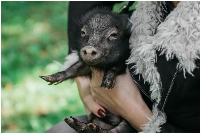 A close-up shot of a person holding a small piglet