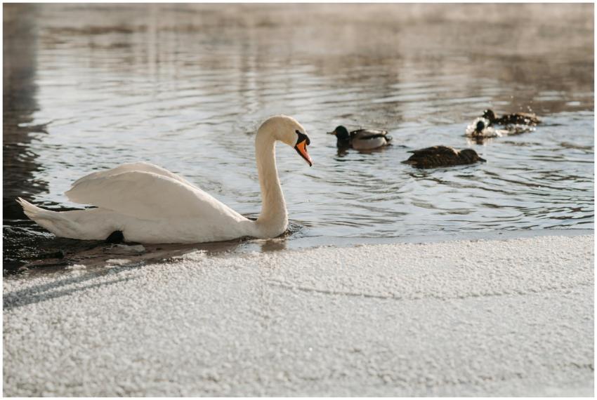 A tranquil scene of a swan and ducks swimming on a