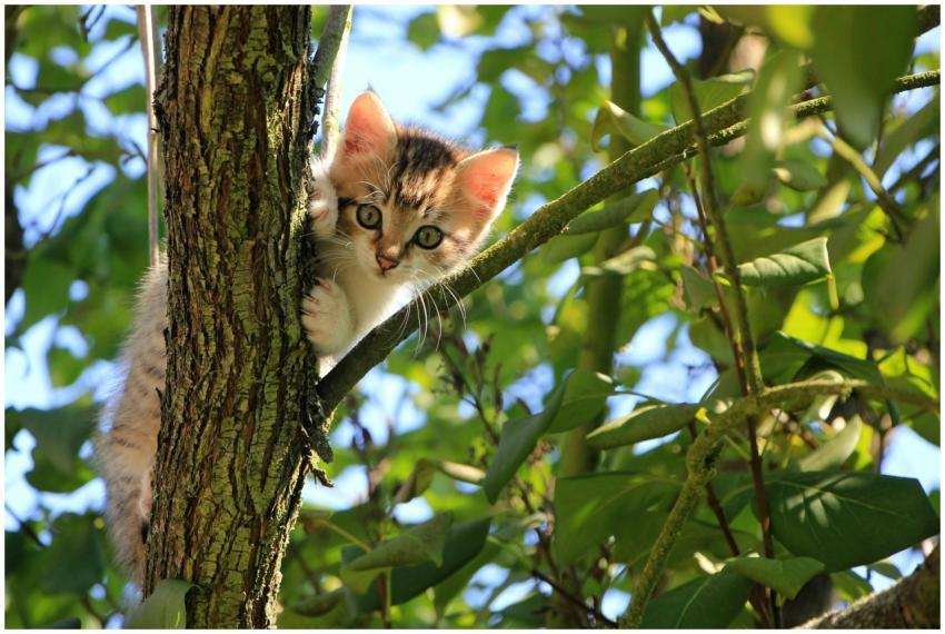 Charming kitten climbing a tree on a sunny day, su