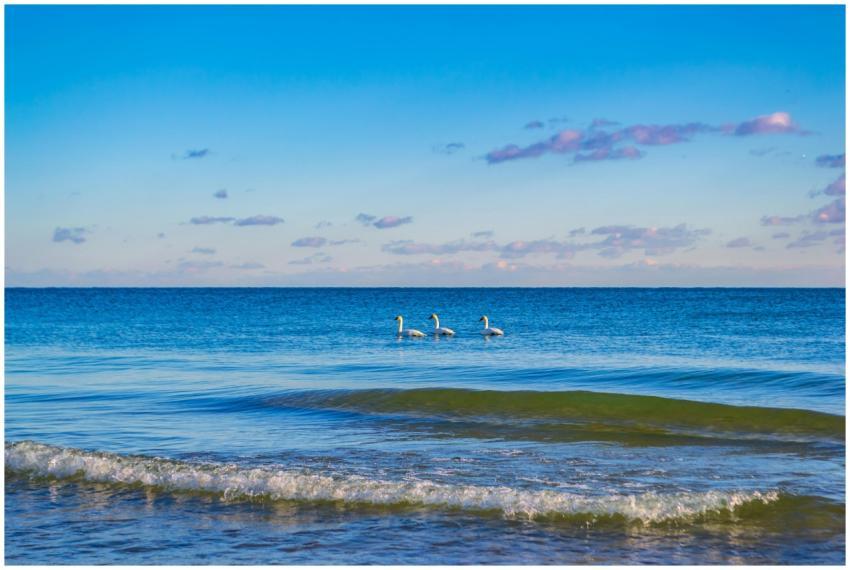 Three swans gracefully glide across a serene ocean