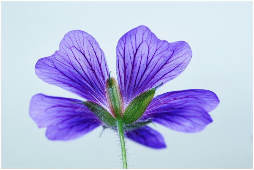 Close-up of a vibrant purple cranesbill geranium f