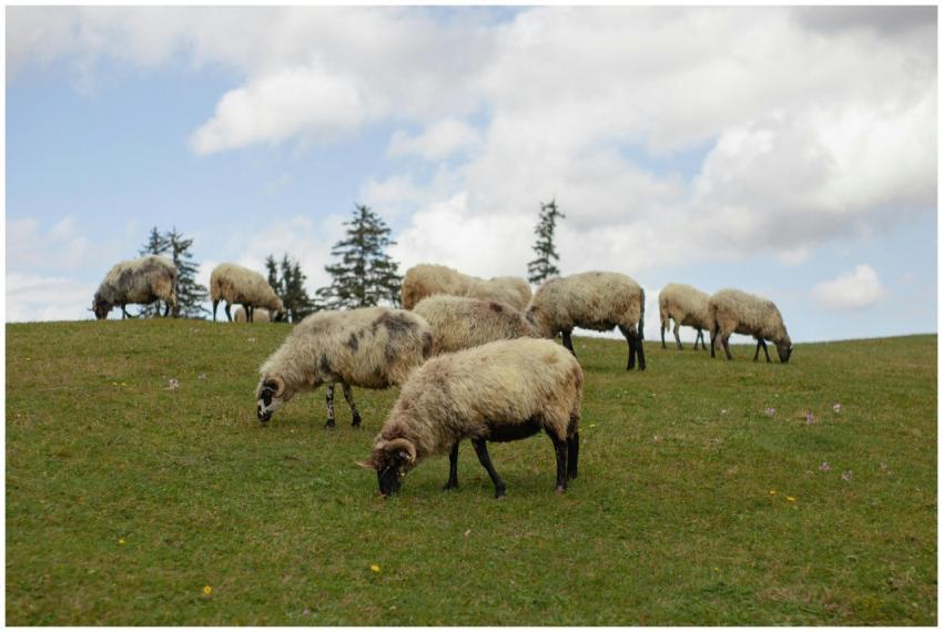 A herd of sheep grazing in a serene pasture with a
