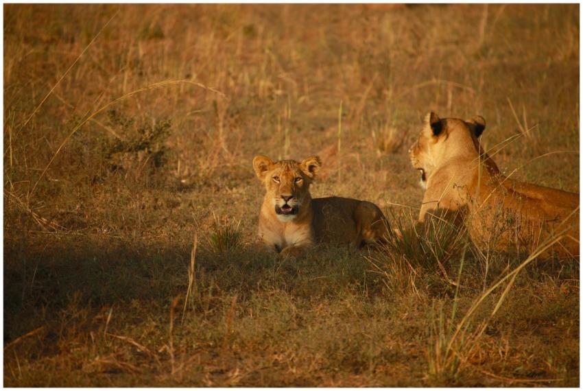A lioness and her cub rest in the warm African sav