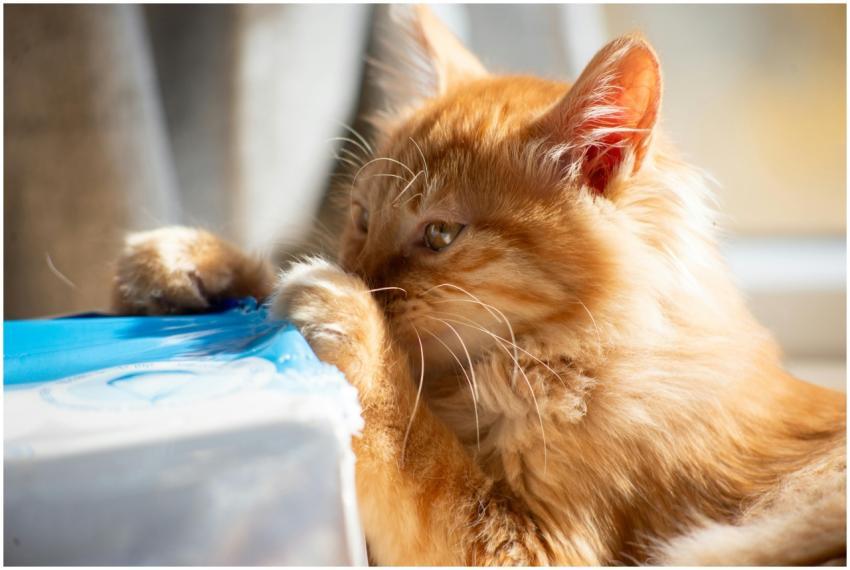 Close Up Playful Fluffy