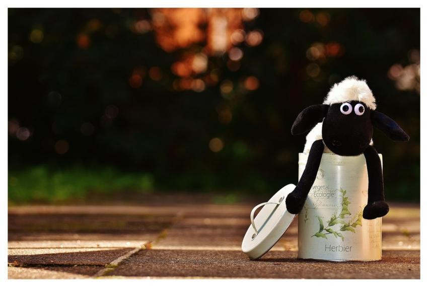 Sheep Can Fun Nature