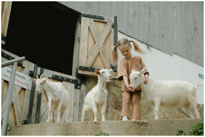 A young girl interacts with goats near a barn, enj