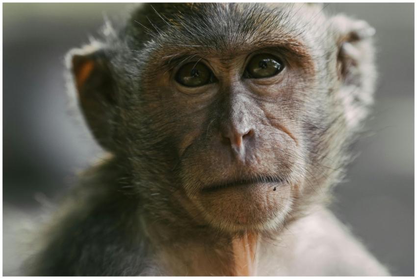 Detailed close-up of a long-tailed macaque with ex