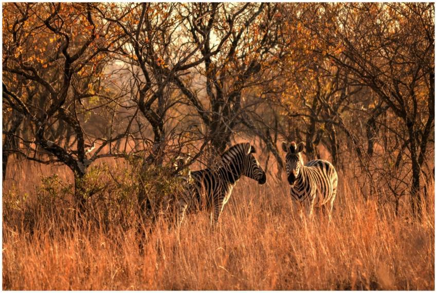 A pair of zebras roam through a sunlit savanna dur