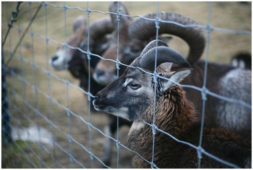 Close-up of rams with large horns standing behind