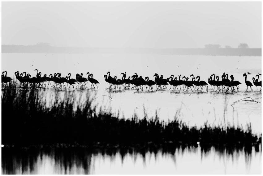 Black and white silhouette of flamingos wading in