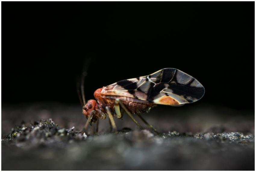 Detailed macro photo of a small intricate insect o