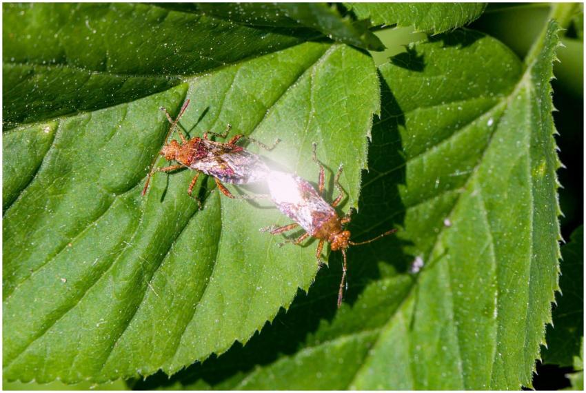 Macro shot of insects mating on a vibrant green le