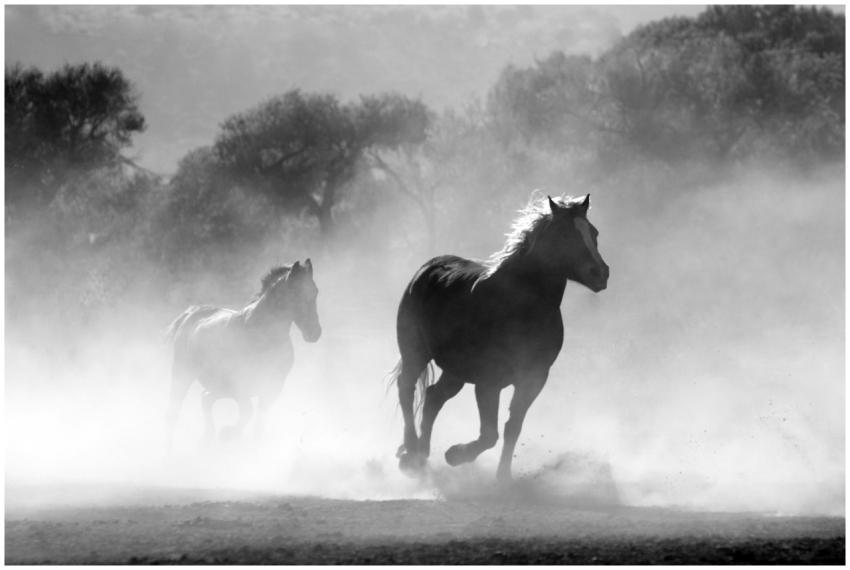 Black and white photo of wild horses galloping thr