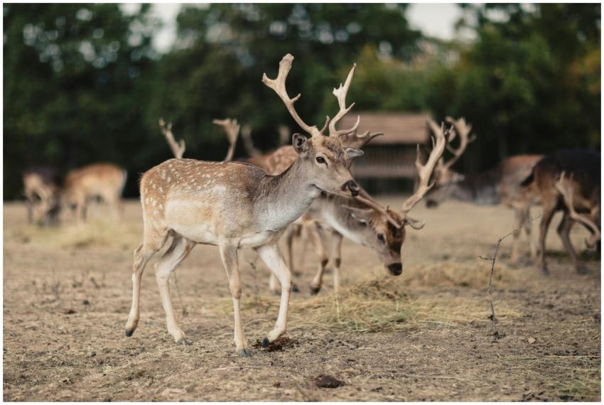 Group of deer with antlers grazing in Dimitrovgrad