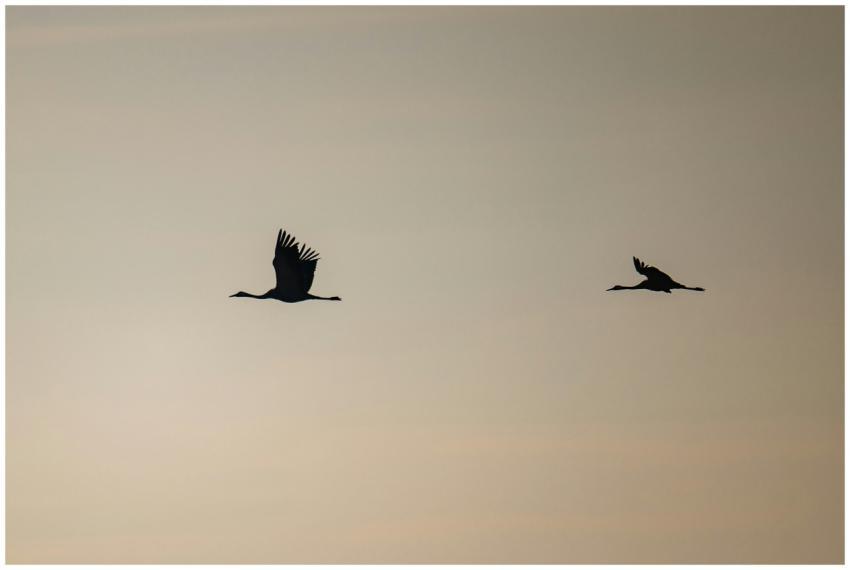 Silhouetted Birds Flight Sunrise