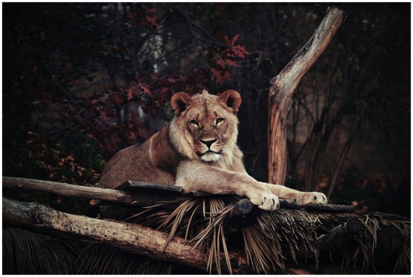 A lioness relaxes elegantly on a wooden platform i