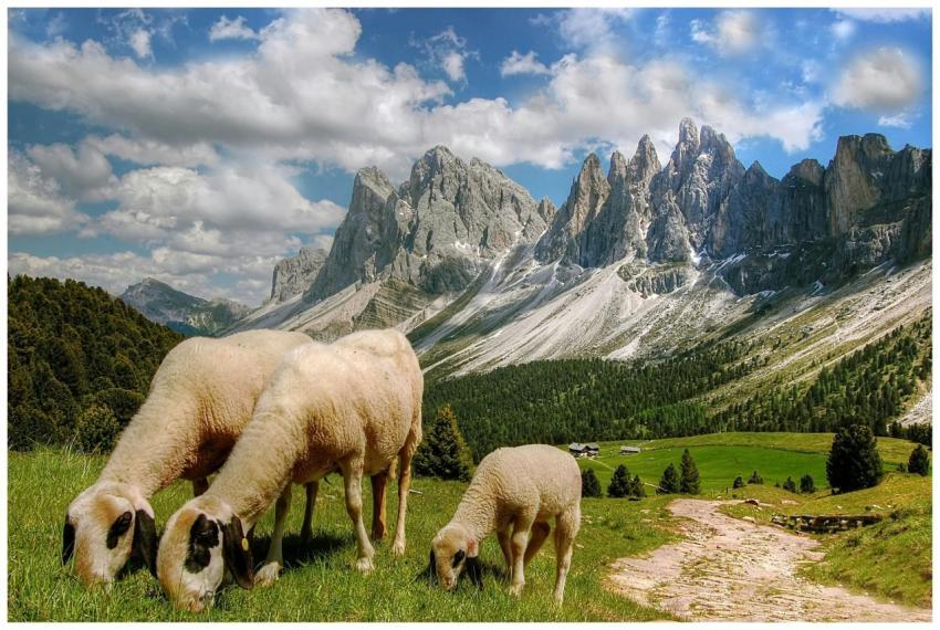 Sheep grazing peacefully in a lush valley against