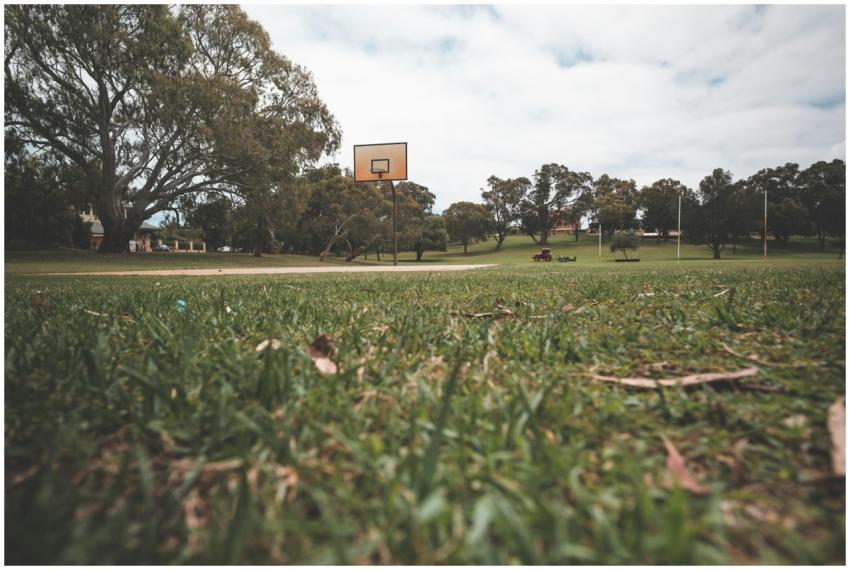 Basketball hoop in a tranquil park surrounded by l