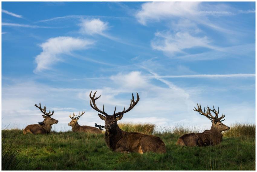 A herd of majestic deer with antlers resting on gr