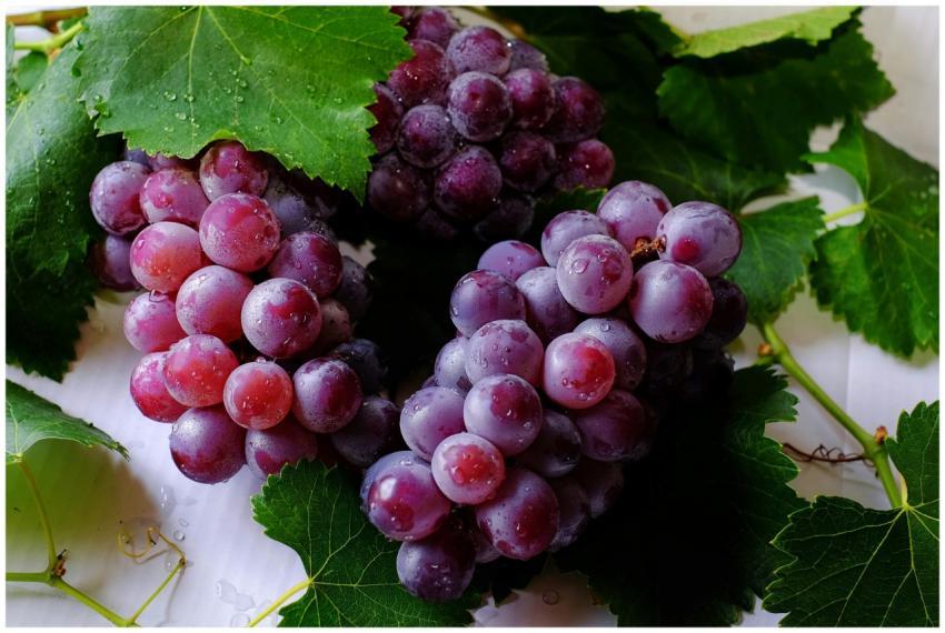 Close-up of fresh purple grapes with water droplet