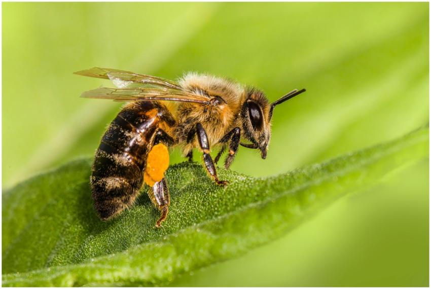 Macro shot of a bee on a green leaf collecting pol