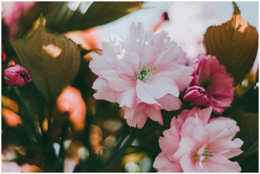 Close-up of vibrant pink cherry blossoms in full b