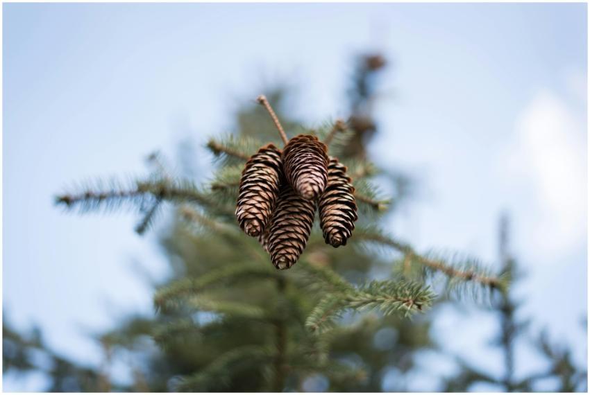 A detailed view of pine cones hanging from an ever