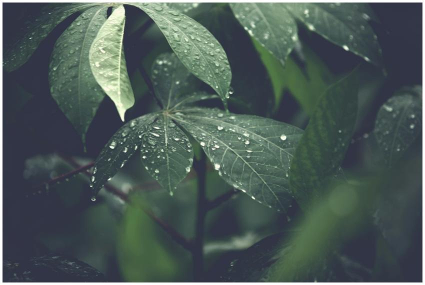 Close-up of vibrant green leaves covered with dewd