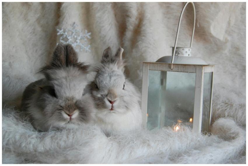 Two fluffy rabbits nestled together with a warm la