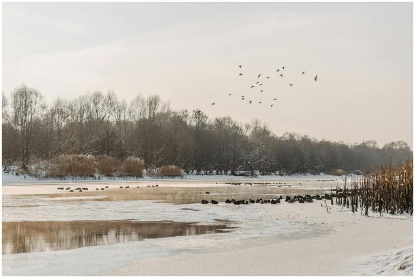 Peaceful winter scene of ducks on a frozen lake wi