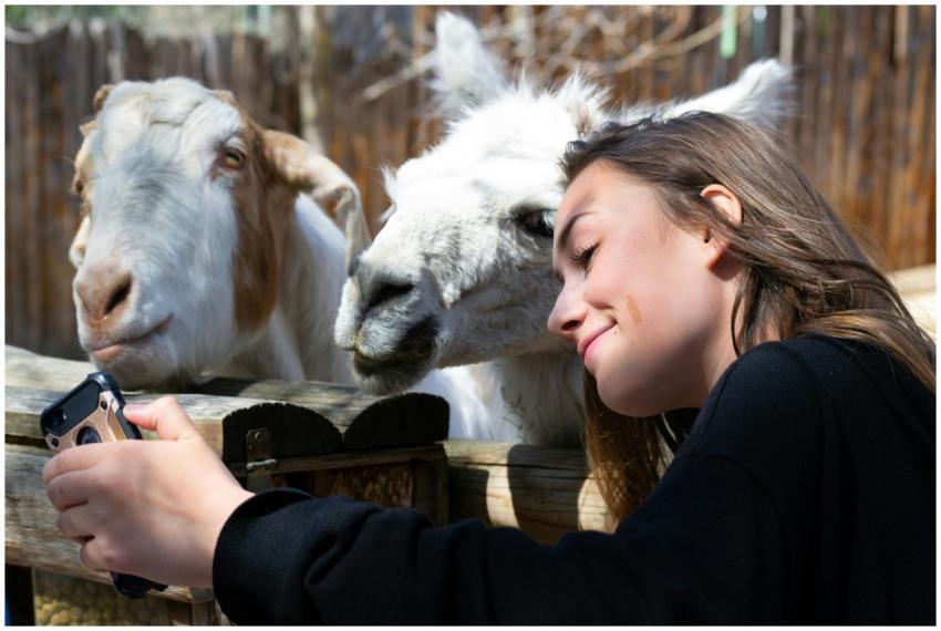 A young woman takes a selfie with a goat and llama