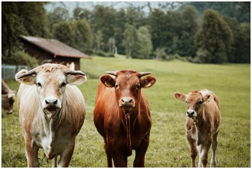 Three cows in a serene rural pasture surrounded by