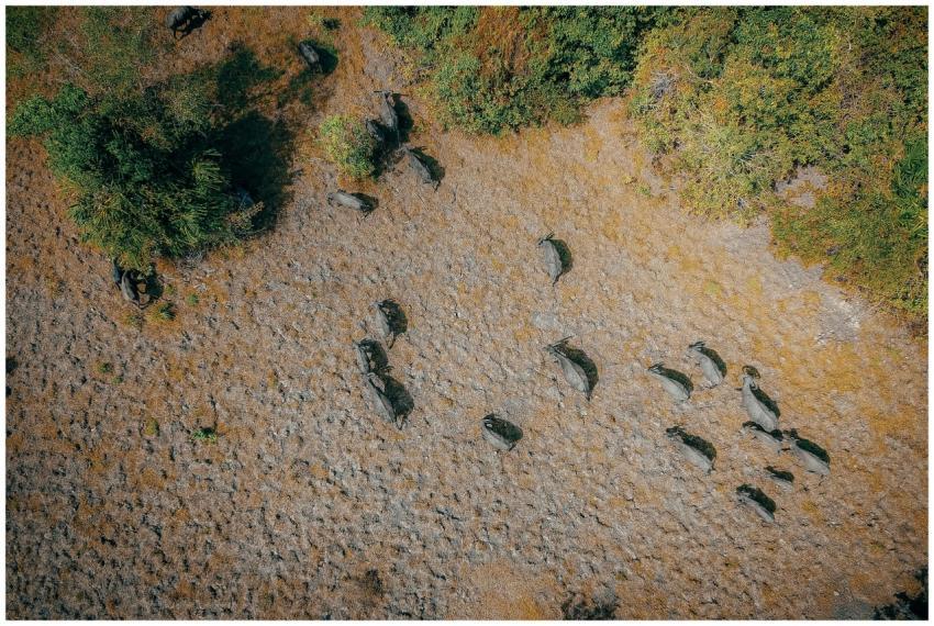 Aerial shot of buffalo herd grazing on a dry lands