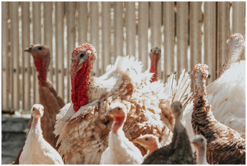 Close-up of a flock of turkeys showcasing diverse