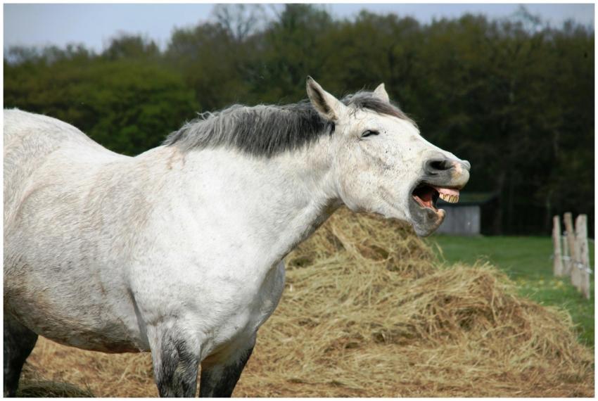 A white horse neighing in an open field near hayst