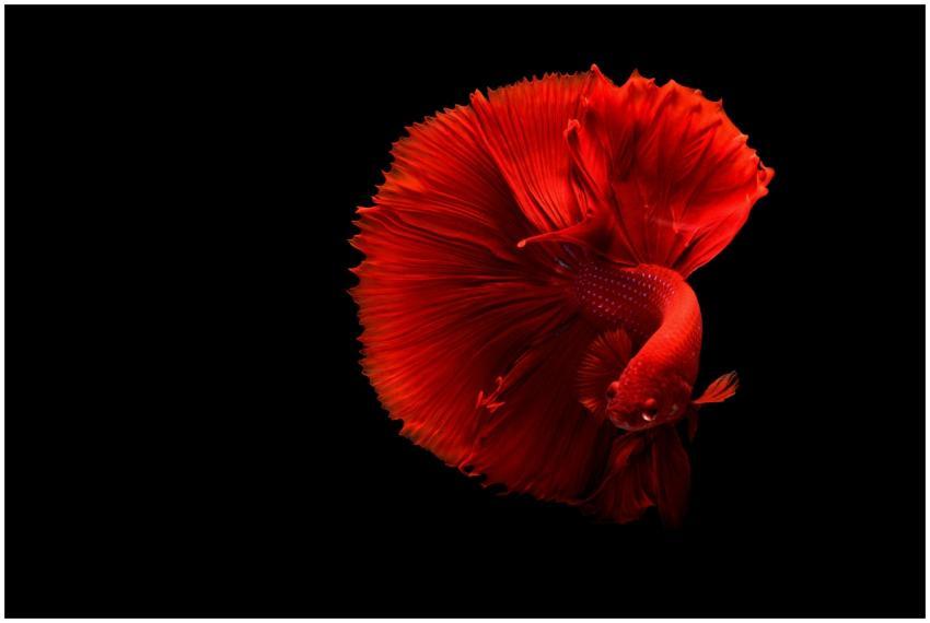 Stunning red Siamese fighting fish with flowing fi