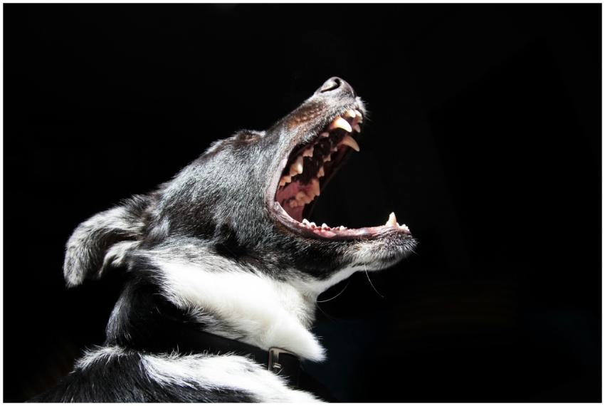 Dramatic close-up shot of a dog with its mouth ope