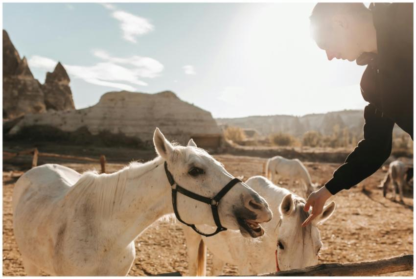 A man interacts with white horses in the scenic Ca