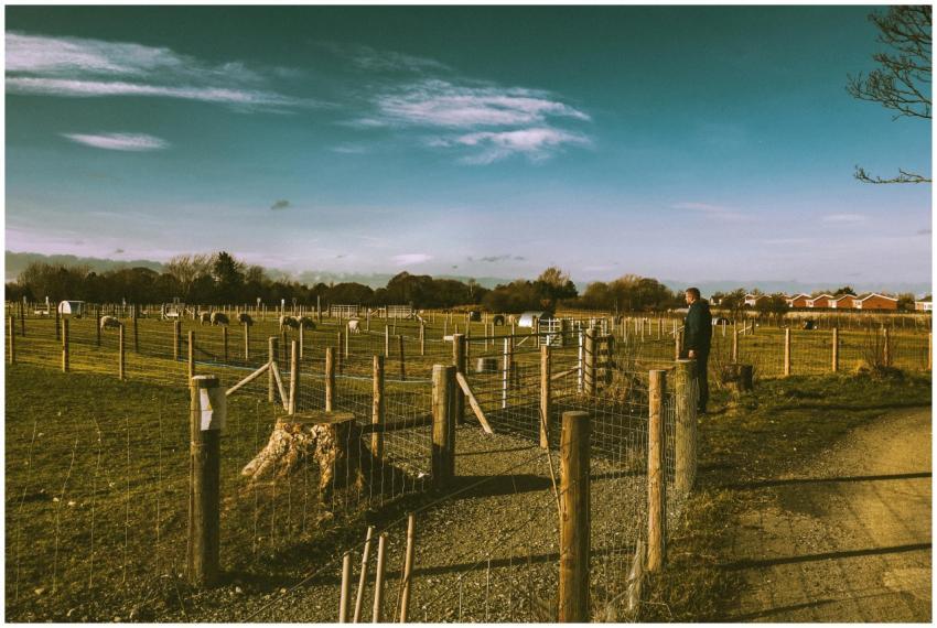 Peaceful countryside farm scene with sheep grazing