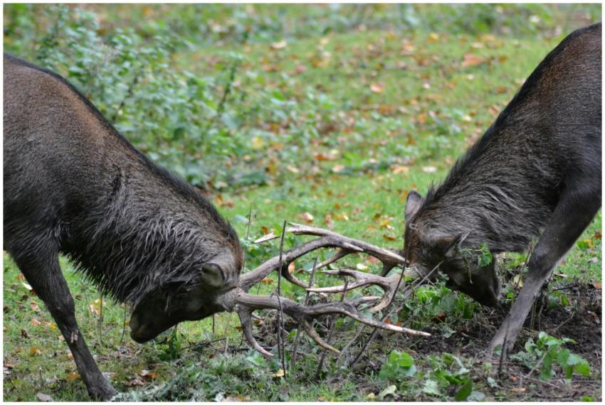 Two deer fighting with antlers locked in a lush gr